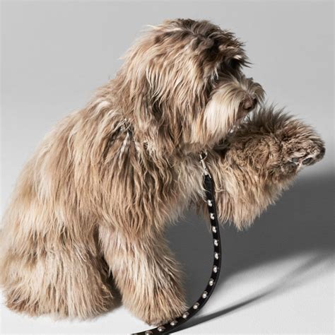 Celine Debuts New Dog Accessory Collection .